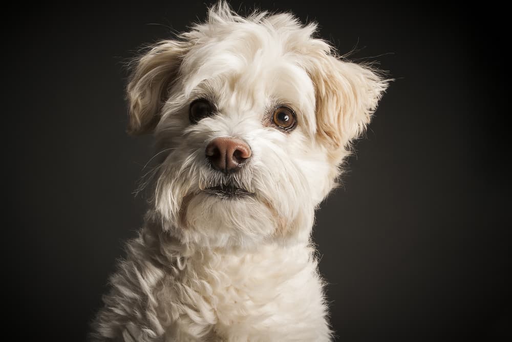 White Schnoodle dog