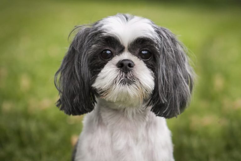 Cute Shih Tzu dog looking at camera