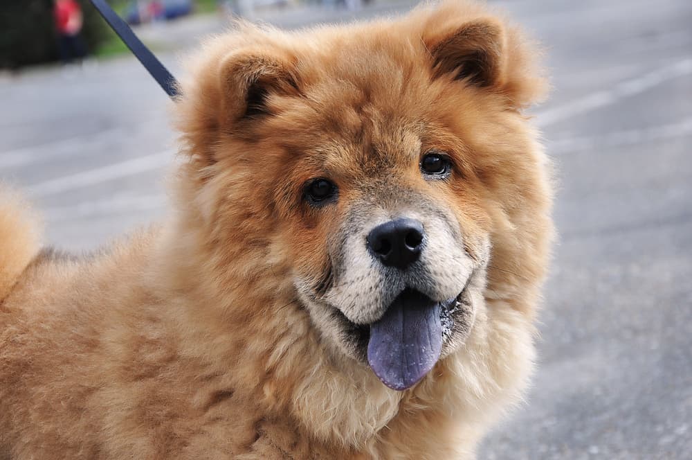 Chow Chow dog breed with black tongue