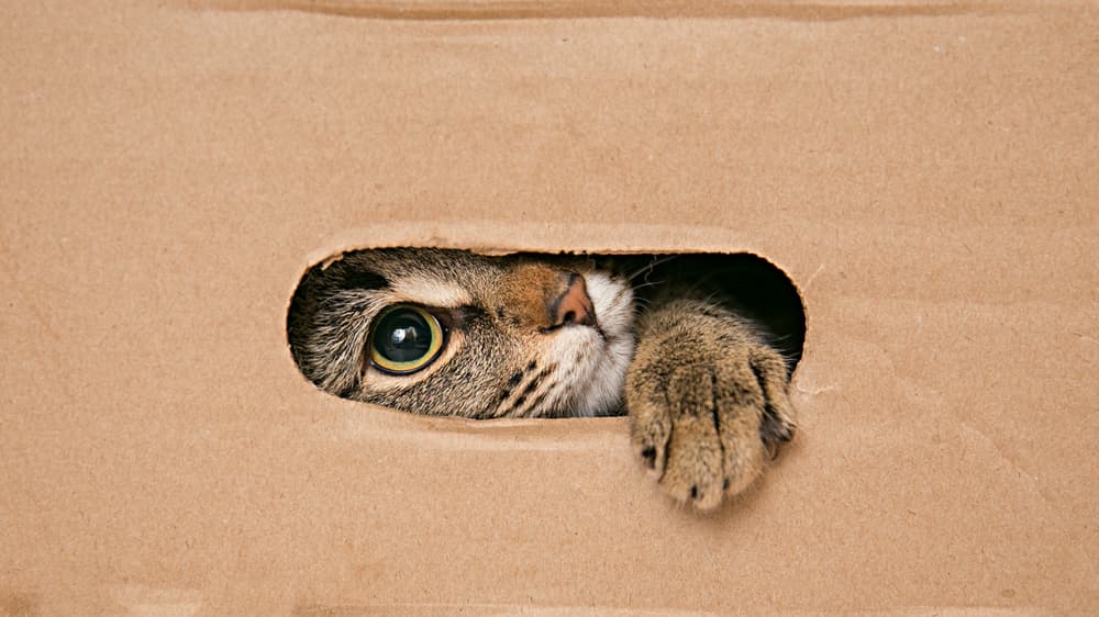 cat hiding in cardboard box