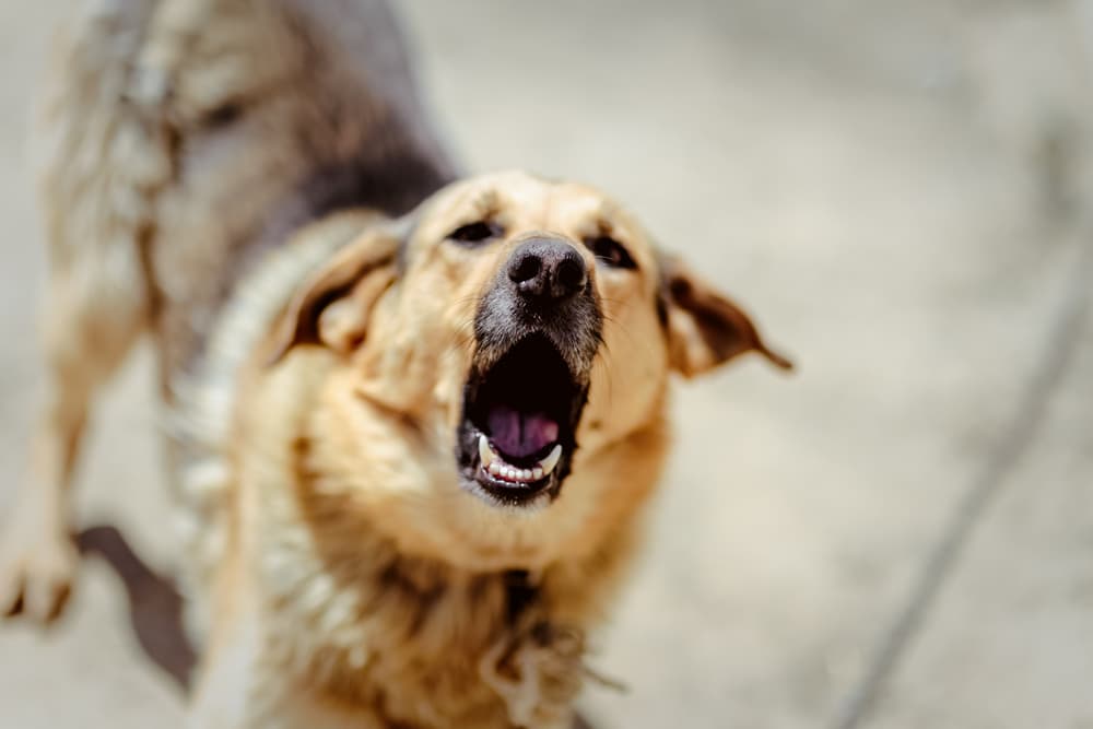 dog uncontrollably barking
