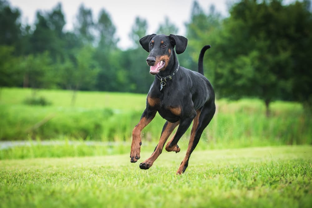 Athletic Doberman Pinscher running