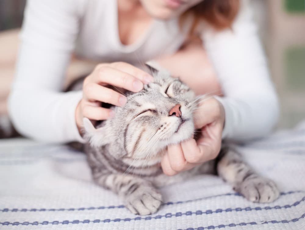 Woman petting cat