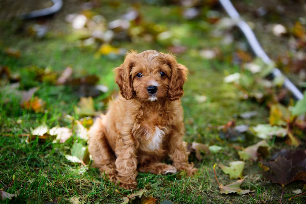 Cavapoo