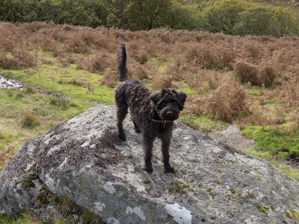 Schnoodle dog on hike