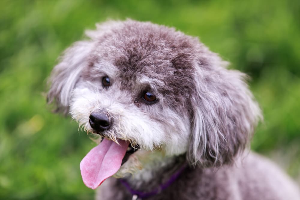 Fluffy Schnoodle dog with tongue out