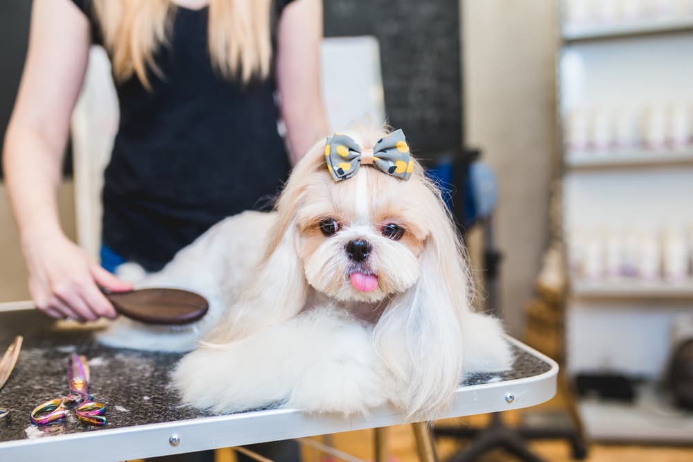 Dog groomer brushing Shih Tzu