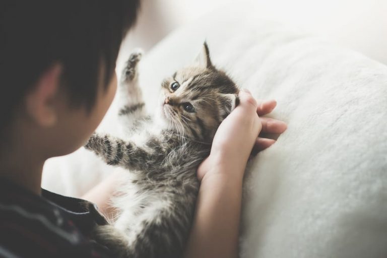 Young Korean boy with kitten