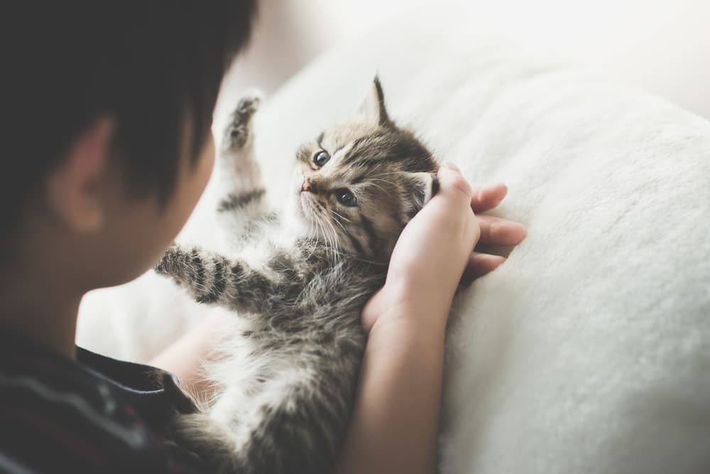 49 Popular Korean Cat Names and Meanings