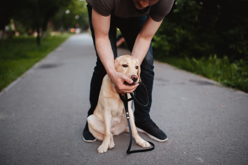 Man pulling object out of dog's mouth
