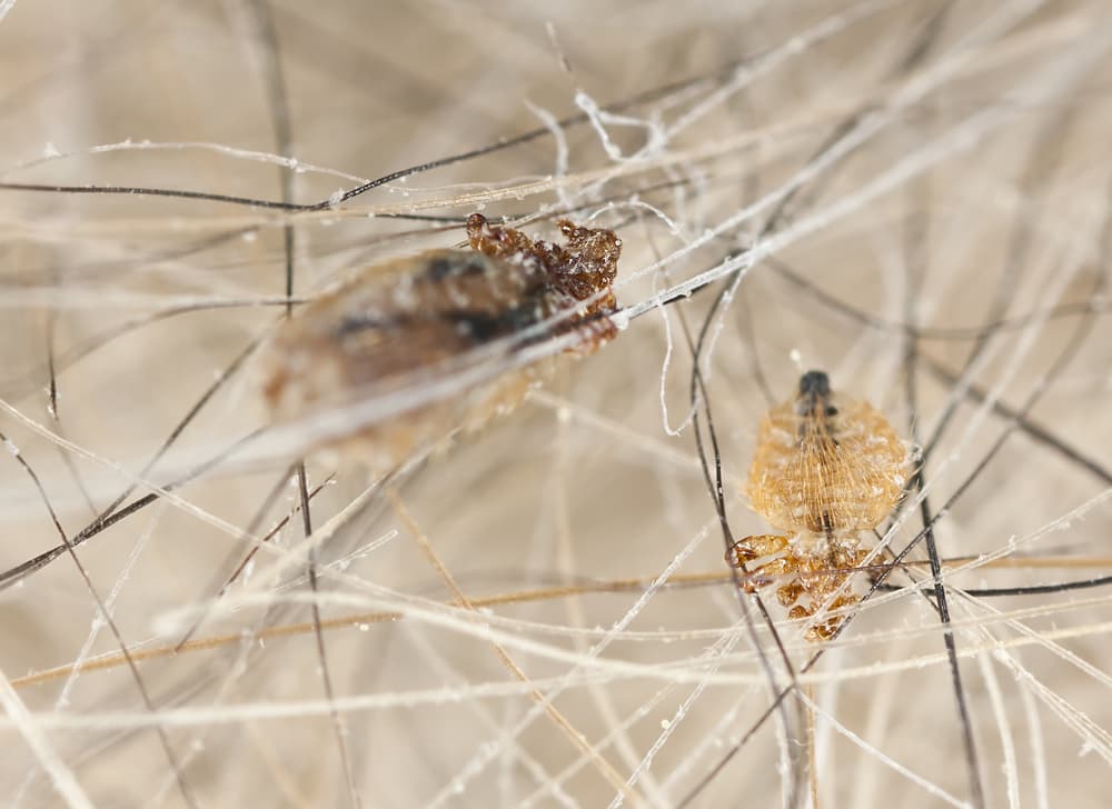Closeup of dog lice