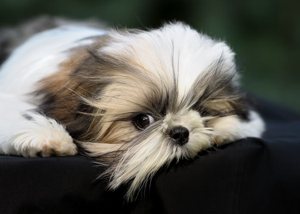 Fluffy Shih Tzu resting
