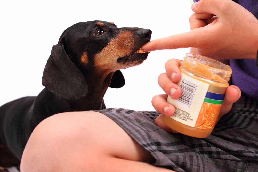 Boy feeding Dachshund peanut butter