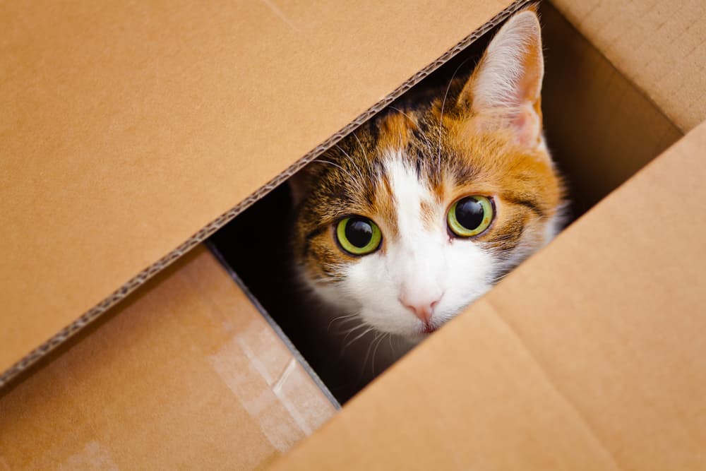 Why Do Cats Like Boxes?
