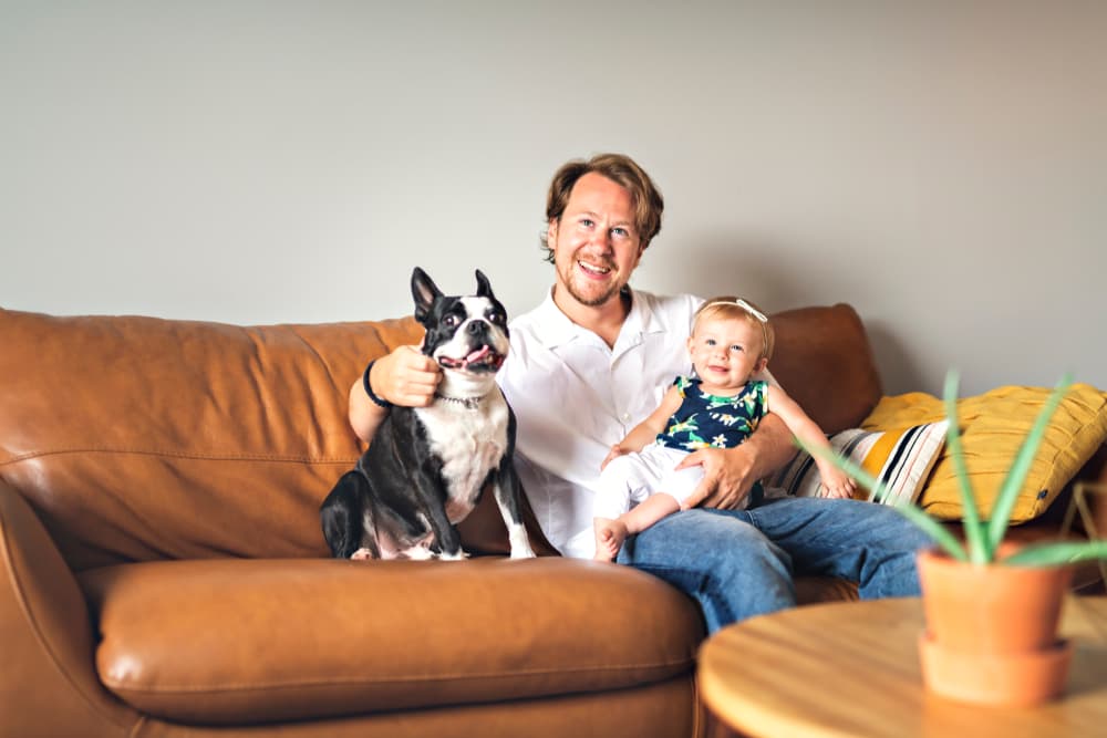 Adult Boston Terrier sitting on the coach with his family