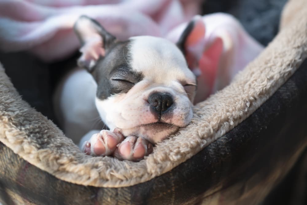 Boston Terrier puppy sleeping in a dog bed