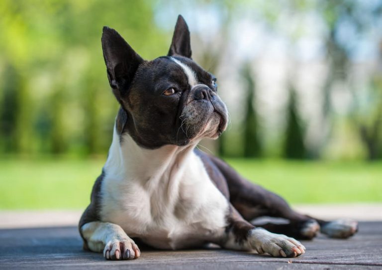 Boston Terrier Dog Breed Laying Down