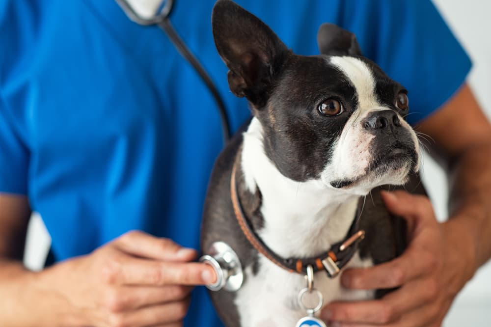 Boston Terrier being checked out at the vet