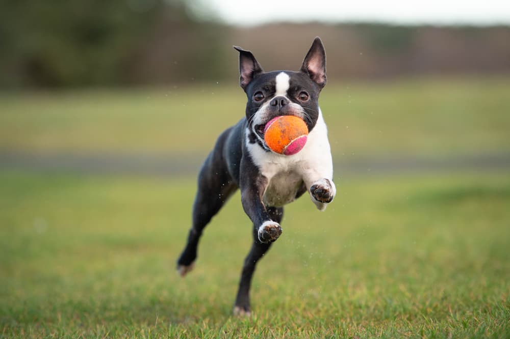 Boston Terrier running with a ball in his mouth