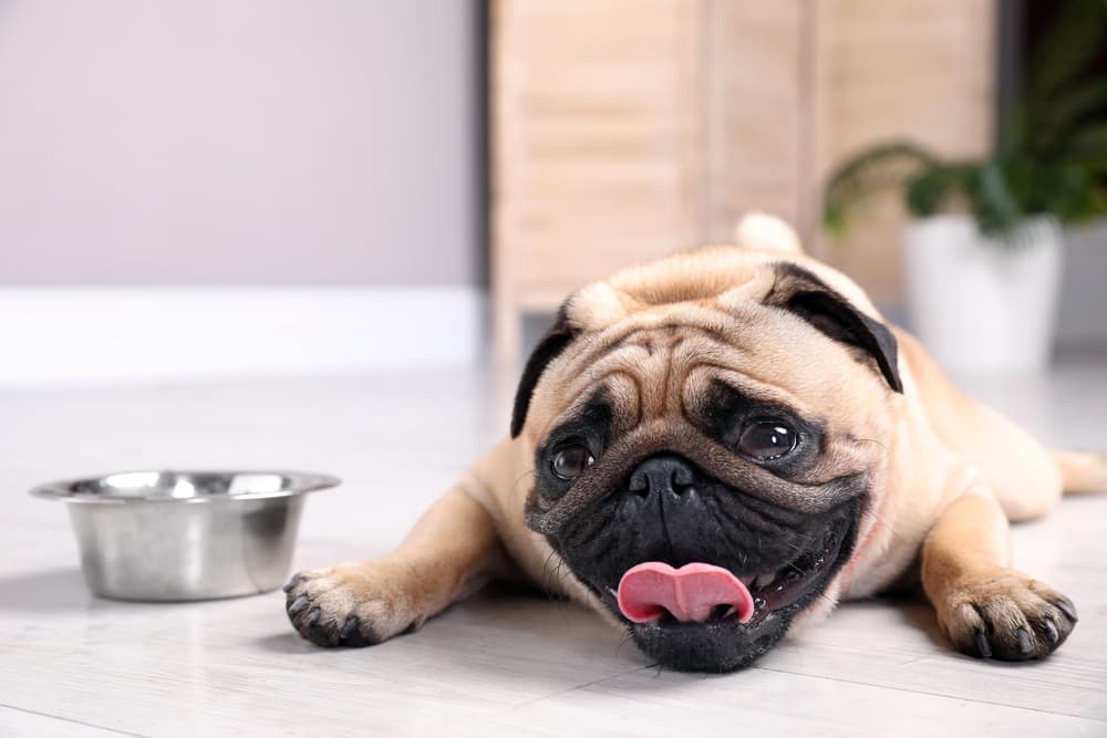 Dog showing signs of dehydration