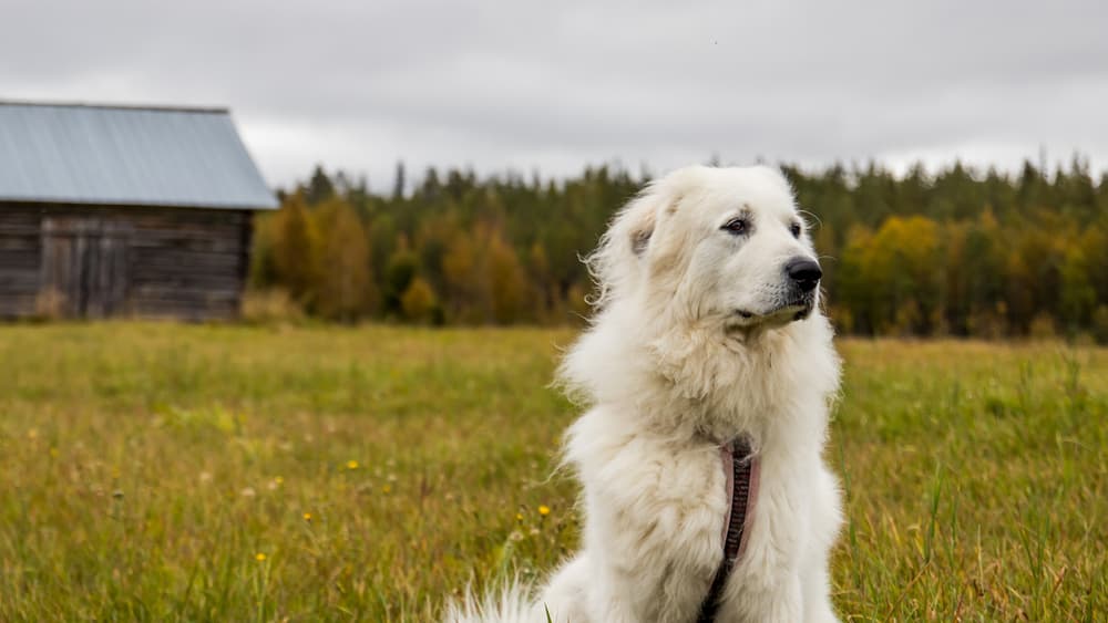 Great Pyrenees