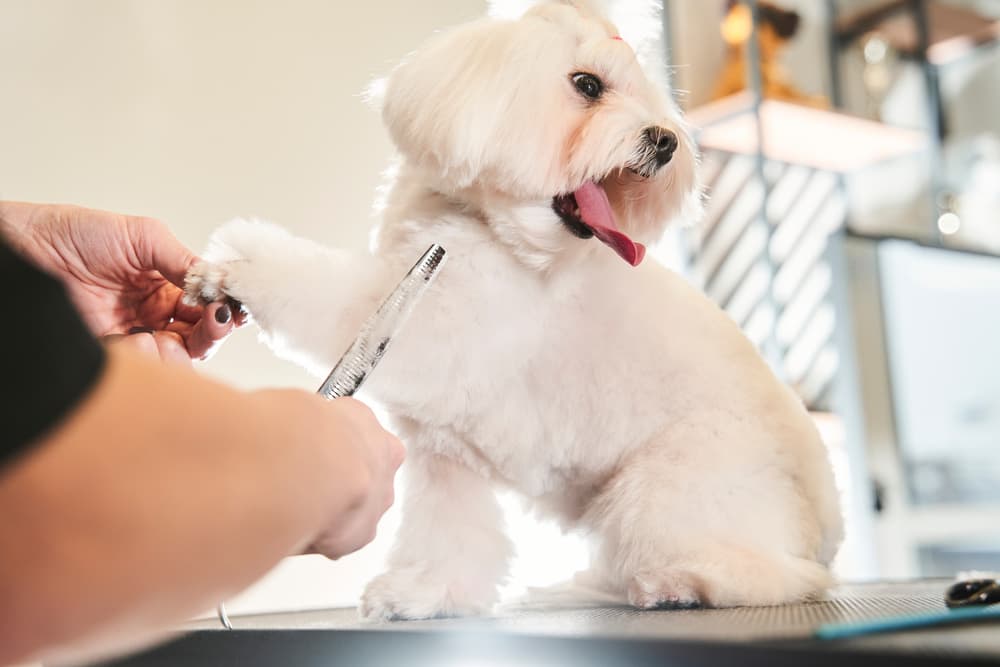Maltipoo at the groomers