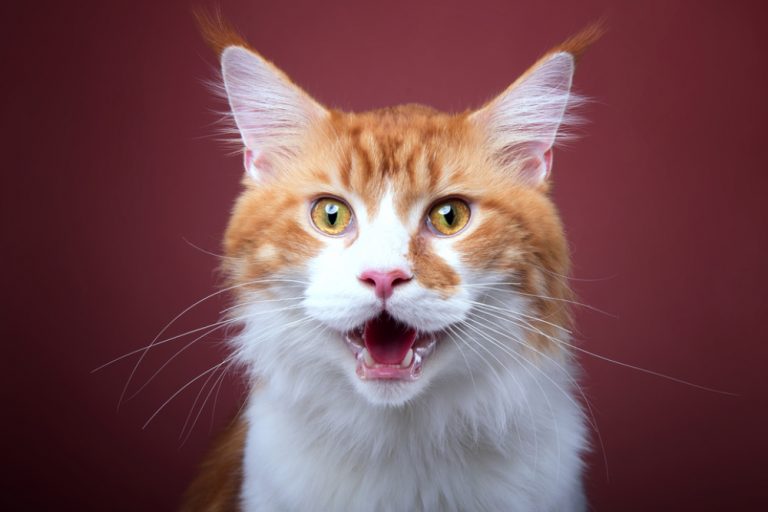 Maine Coon talking