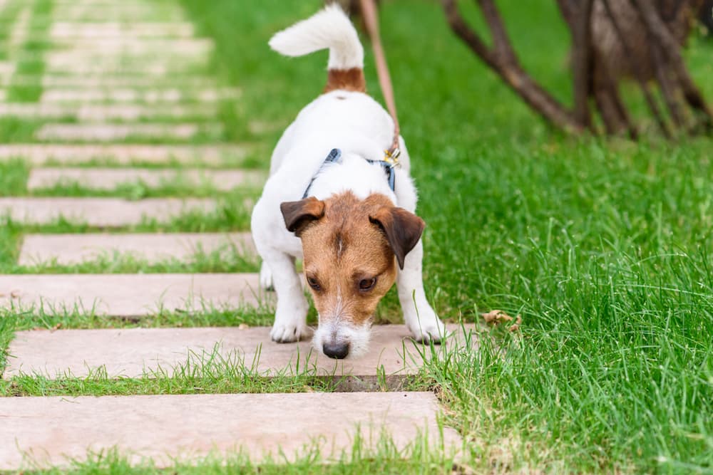 Dog sniffing something on a walk