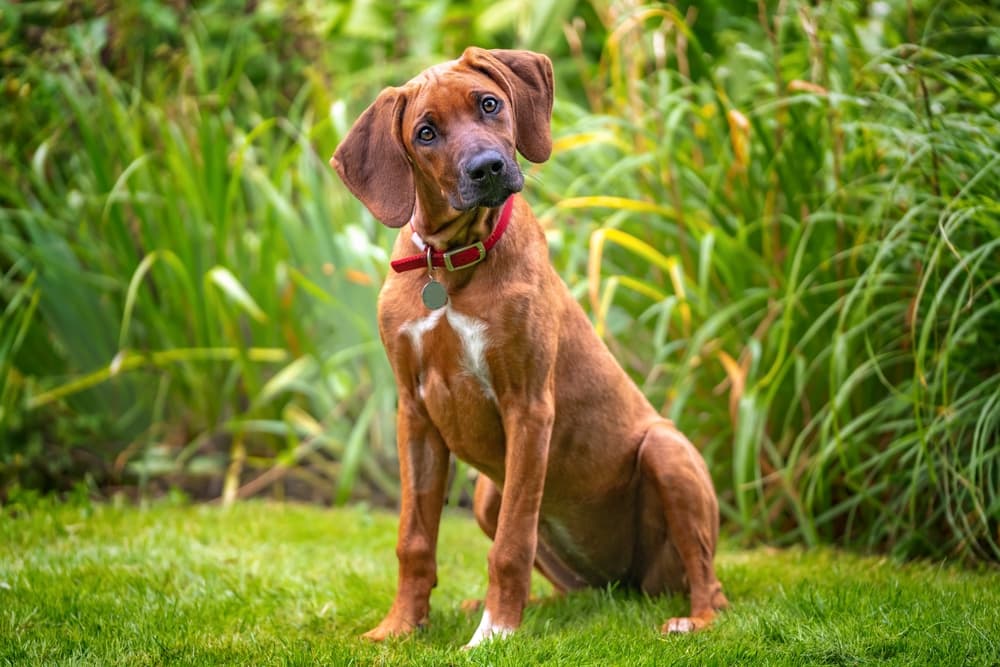 My Dog Ate Weed: What Should I Do?