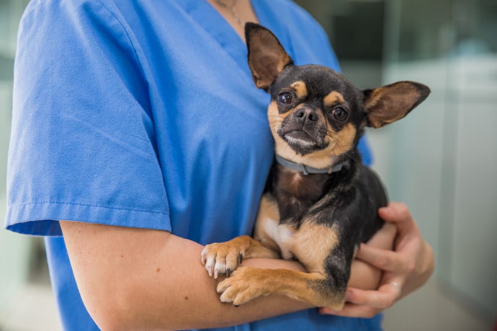 Dog being held at the vet