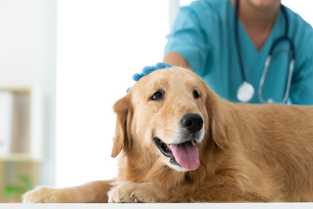 Dog at the vet