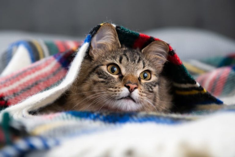 cat under warm blanket