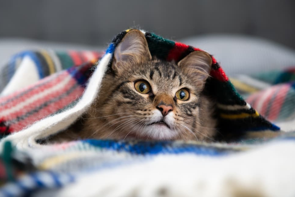 How to Keep Cats Warm in Winter