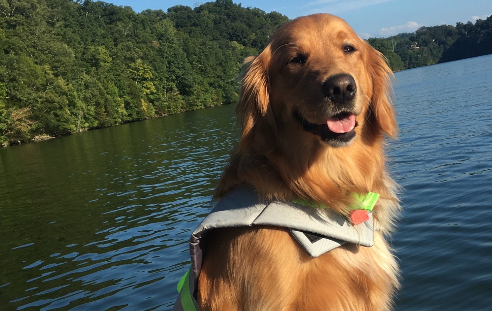 Golden Retriever Poisoned After Eating Thanksgiving Bread Rolls