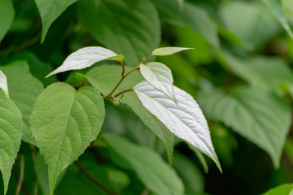 silver vine plant