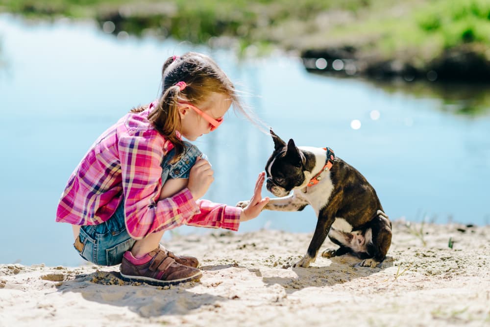 Boston Terrier with young girl