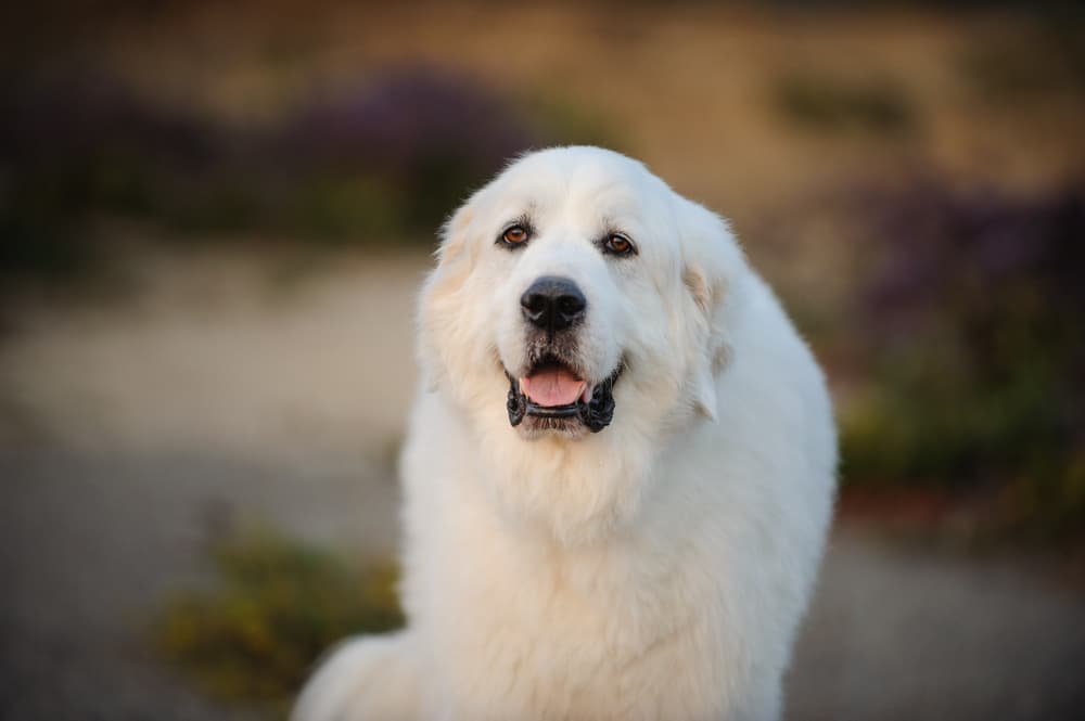 Adult Great Pyrenees breed dog looking at the camera