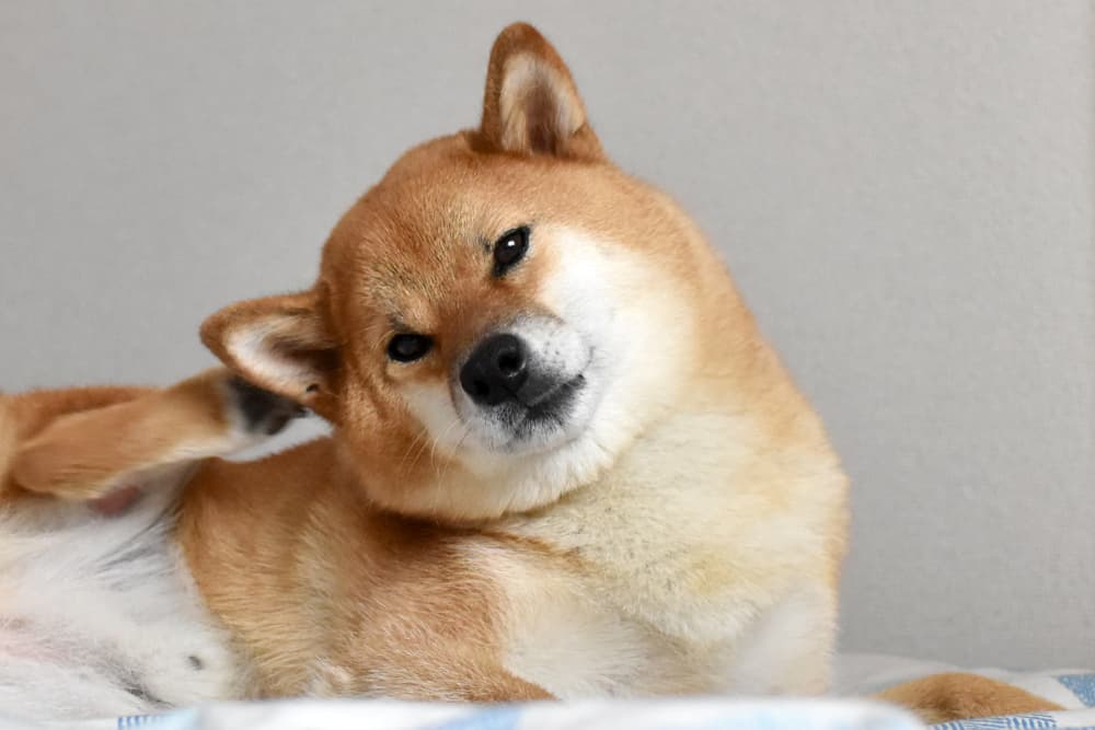 5 Reasons Your Dog Has Itchy Ears