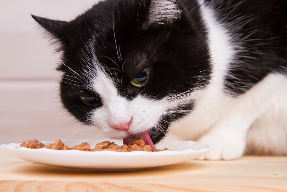 Senior cat eating food