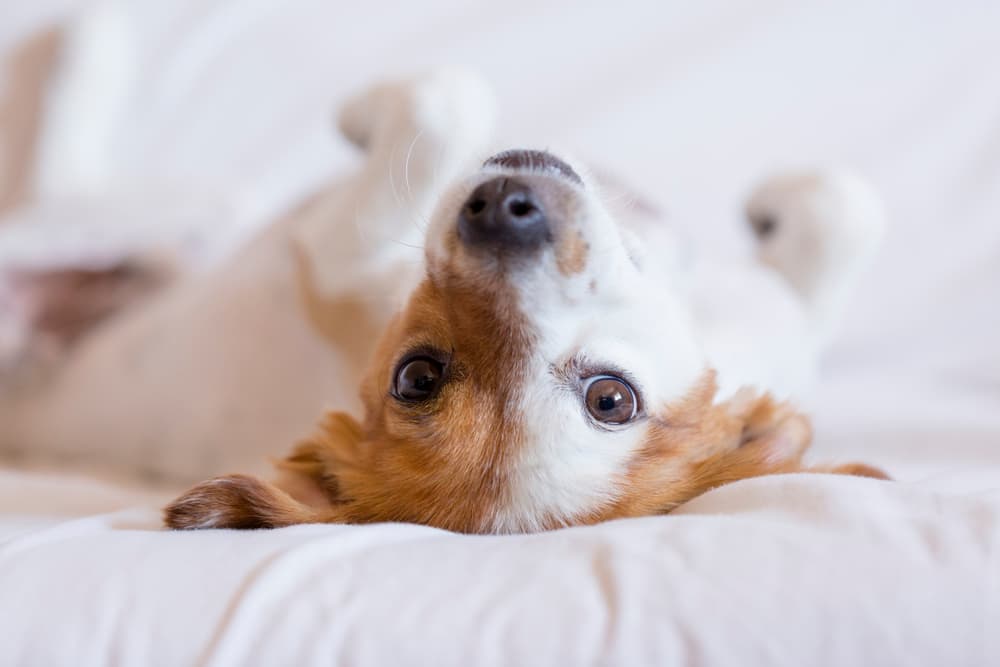 Why Do Dogs Sigh?