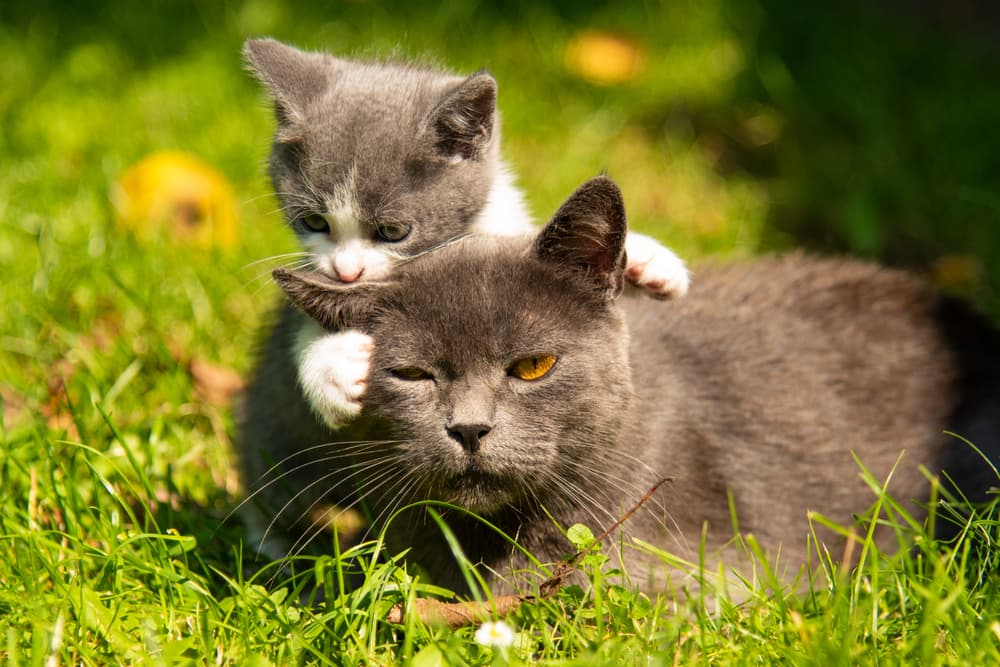 Kitten biting mother cat
