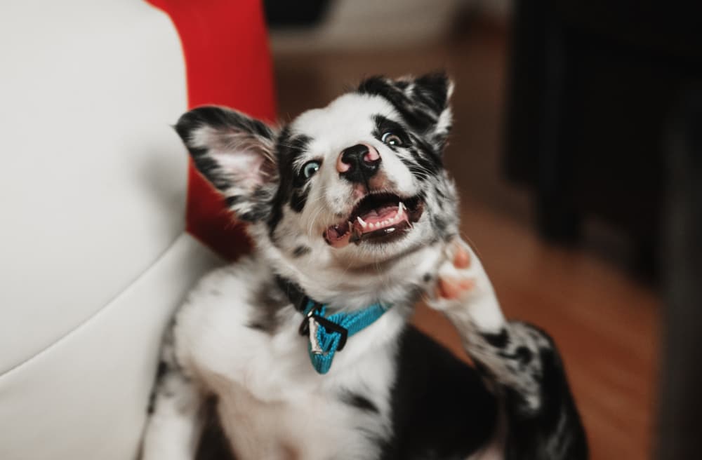 Puppy itching neck