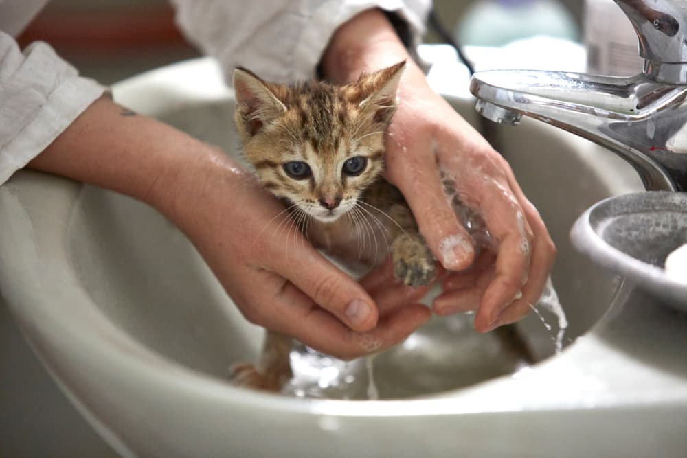 Kitten getting bath in sink