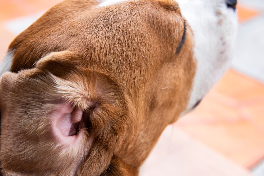 Dog with red itchy ear