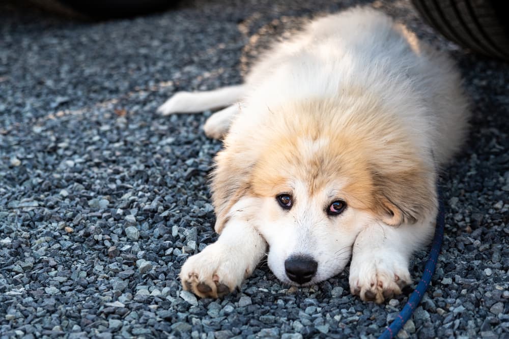 Great Pyrenees puppy laying on the ground