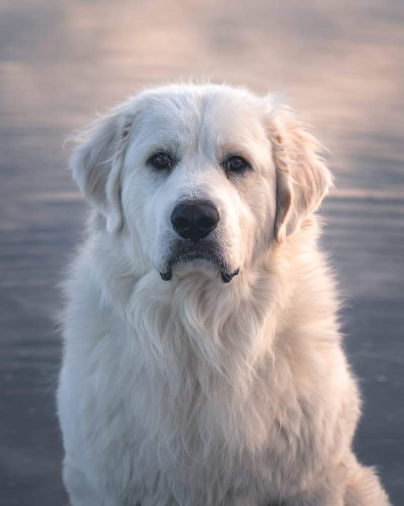 Adult Great Pyrenees dog breed looking at the camera