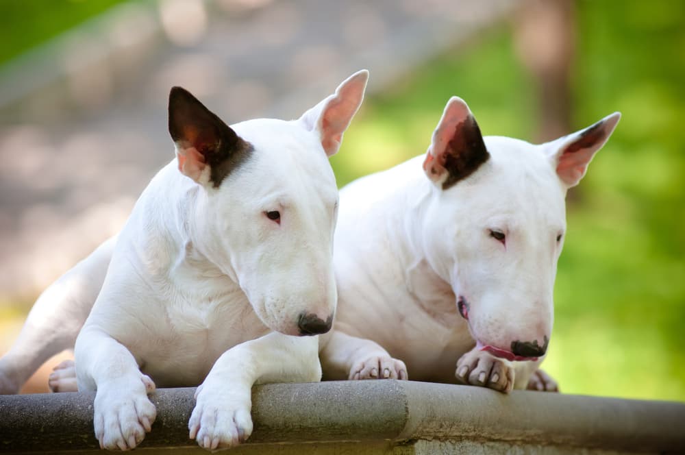 Two Bull Terrier dogs