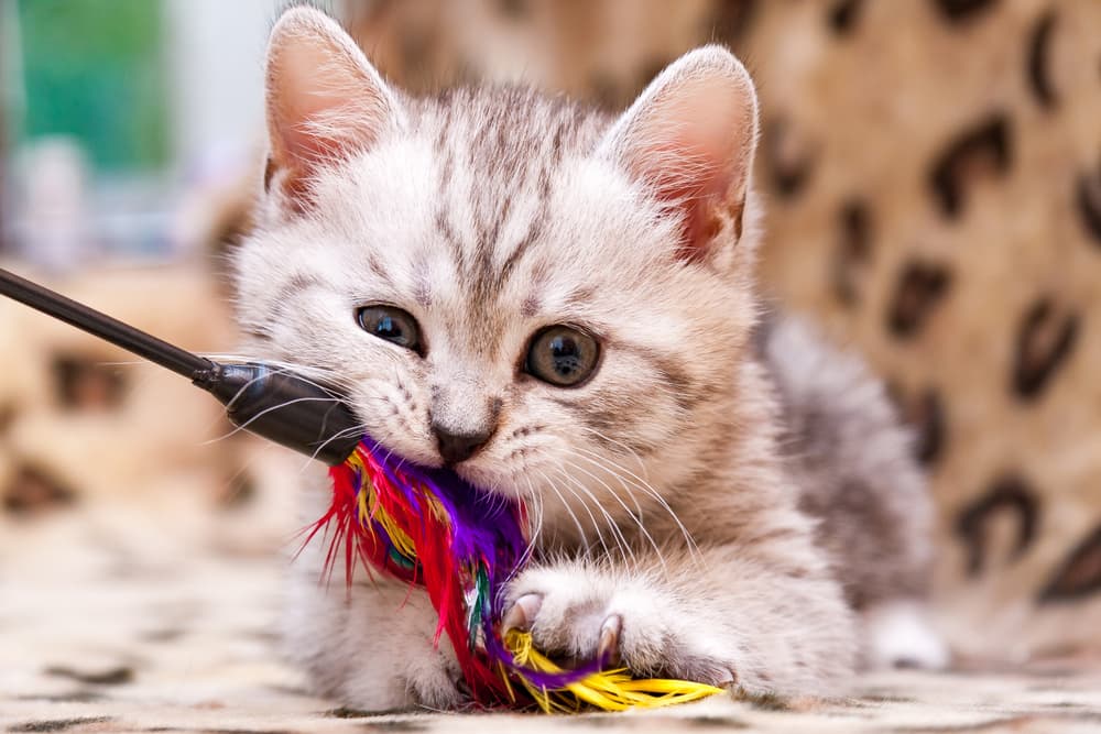 Kitten biting chew toy