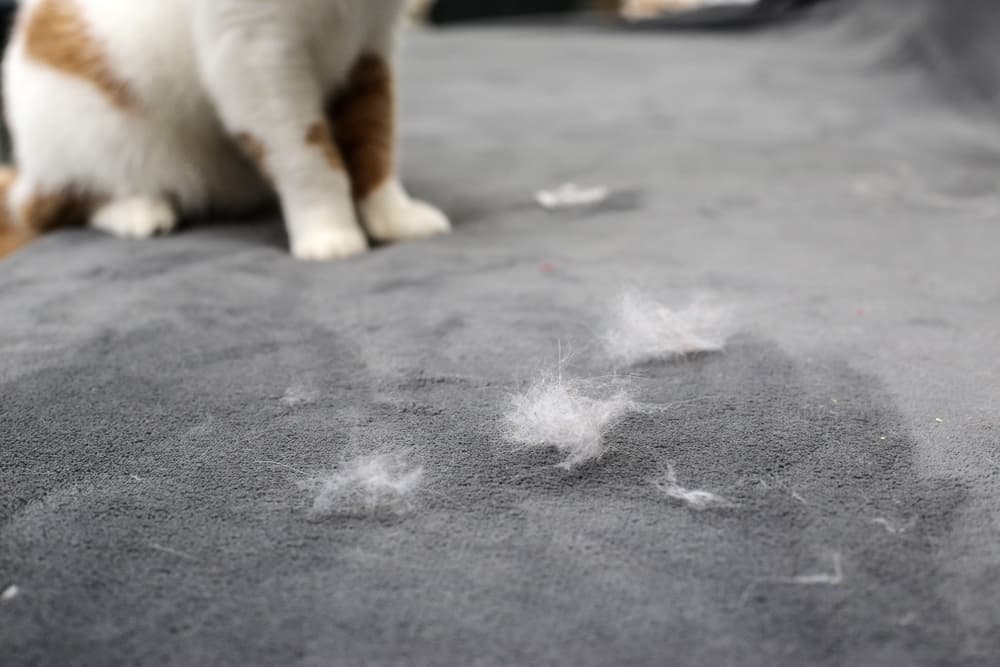 Cat feet with cat hair