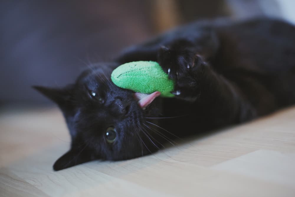 Silver Vine for Cats: Benefits and Safety Information Silver Vine for Cats: Benefits and Safety Information